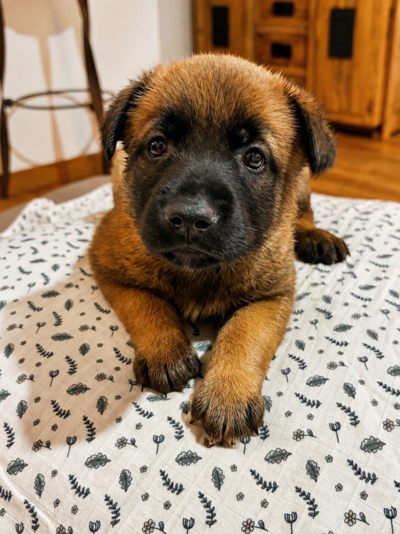 1er chiot (Portée Unik ❤ Nins 2026) - Femelle  Femelle Berger belge