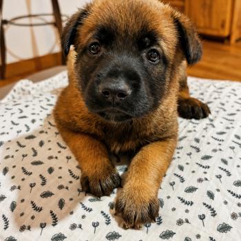 chiot Berger belge Elevage de la Garde des Albères
