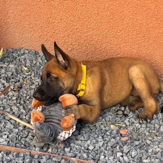 B'Kyara Femelle Berger belge