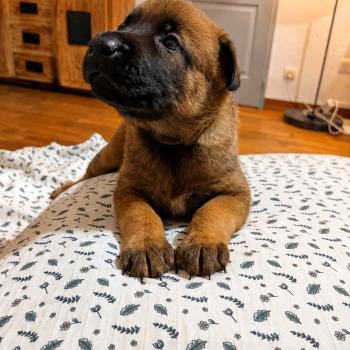 chiot Berger belge Elevage de la Garde des Albères