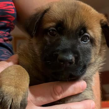 chiot Berger belge Elevage de la Garde des Albères