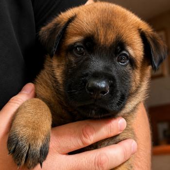 chiot Berger belge Elevage de la Garde des Albères