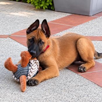 chiot Berger belge Banga Elevage de la Garde des Albères