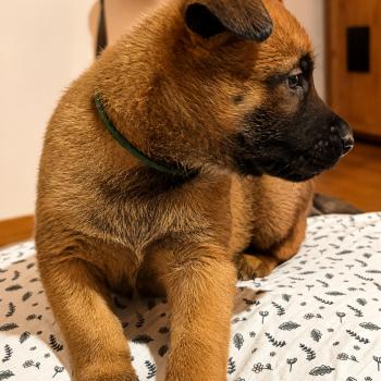 chiot Berger belge Bacchus Elevage de la Garde des Albères