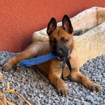 chiot Berger belge Boost Elevage de la Garde des Albères