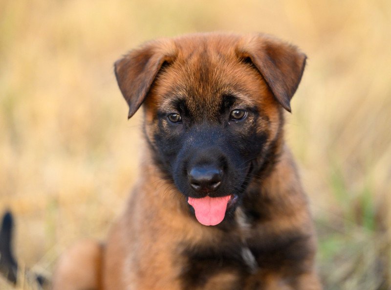 Ares Mâle Berger belge