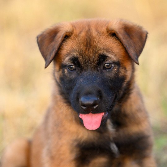 Ares Mâle Berger belge
