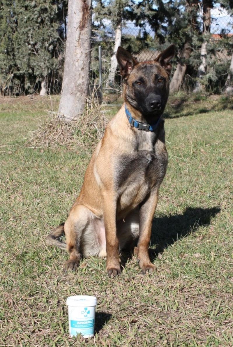 Ares Mâle Berger belge