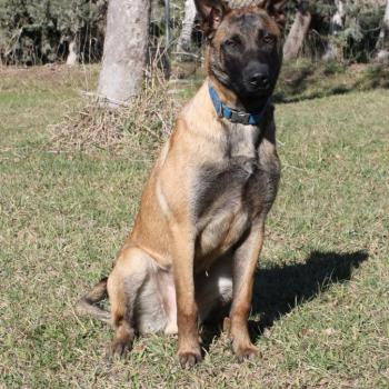 chiot Berger belge Ares Elevage de la Garde des Albères
