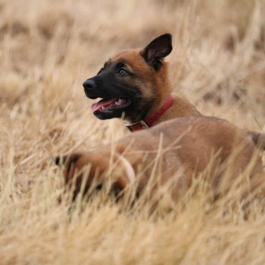 Rouge Mâle Berger belge