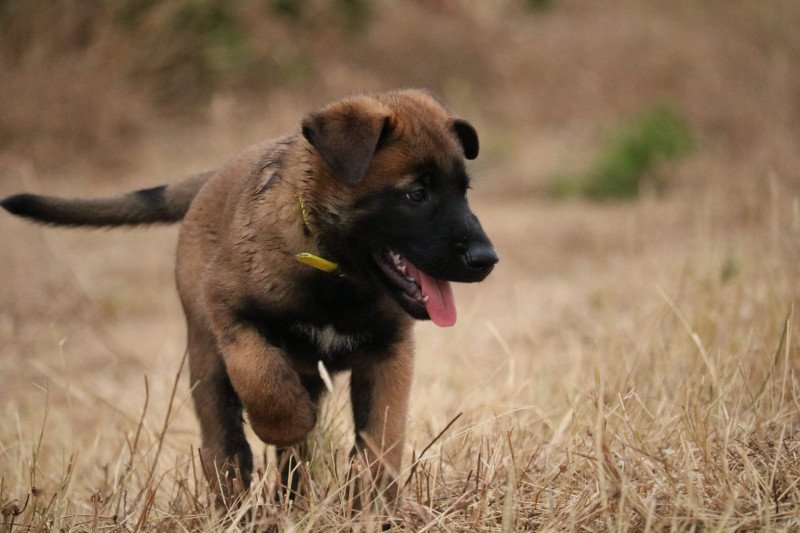 Jaune Mâle Berger belge