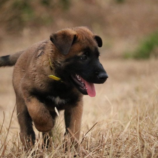 Jaune Mâle Berger belge