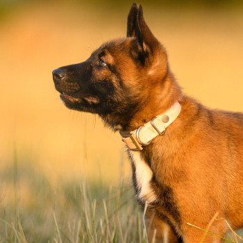 chiot Berger belge Azia Elevage de la Garde des Albères chiot Berger belge Azia Elevage de la Garde des Albères