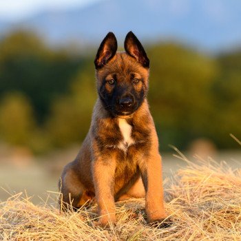 chiot Berger belge Azia Elevage de la Garde des Albères chiot Berger belge Azia Elevage de la Garde des Albères