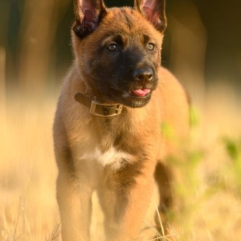 chiot Berger belge Aston Elevage de la Garde des Albères chiot Berger belge Aston Elevage de la Garde des Albères