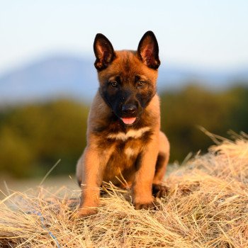 chiot Berger belge Aston Elevage de la Garde des Albères chiot Berger belge Aston Elevage de la Garde des Albères