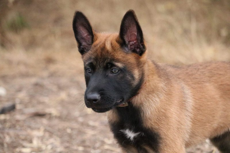 Violet Mâle Berger belge
