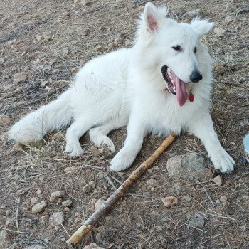 chiot Berger blanc suisse Vasco Elevage de la Garde des Albères