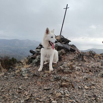 chiot Berger blanc suisse V'Floc Elevage de la Garde des Albères
