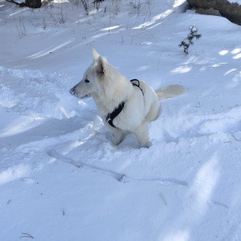 chiot Berger blanc suisse V'Echo Elevage de la Garde des Albères
