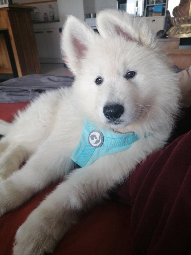 Violette Femelle Berger blanc suisse