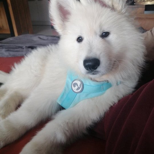Violette Femelle Berger blanc suisse