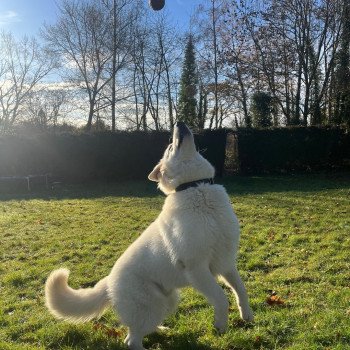 chiot Berger blanc suisse Valor Snow Elevage de la Garde des Albères