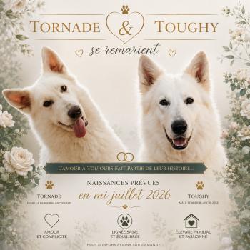 Mariage Tornade ❤ Toughy