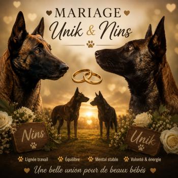 Mariage Unik & Nins - Malinois Travail